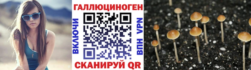 Псилоцибиновые грибы Cubensis  купить закладку  Калязин 